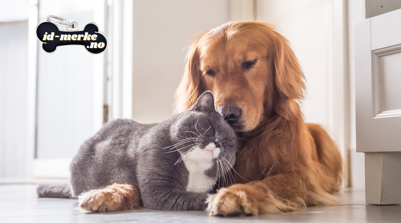 Hunder og katter savnet i Norge