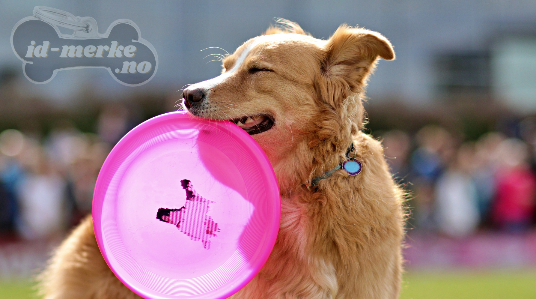 Beste navnemerke hund 2025​