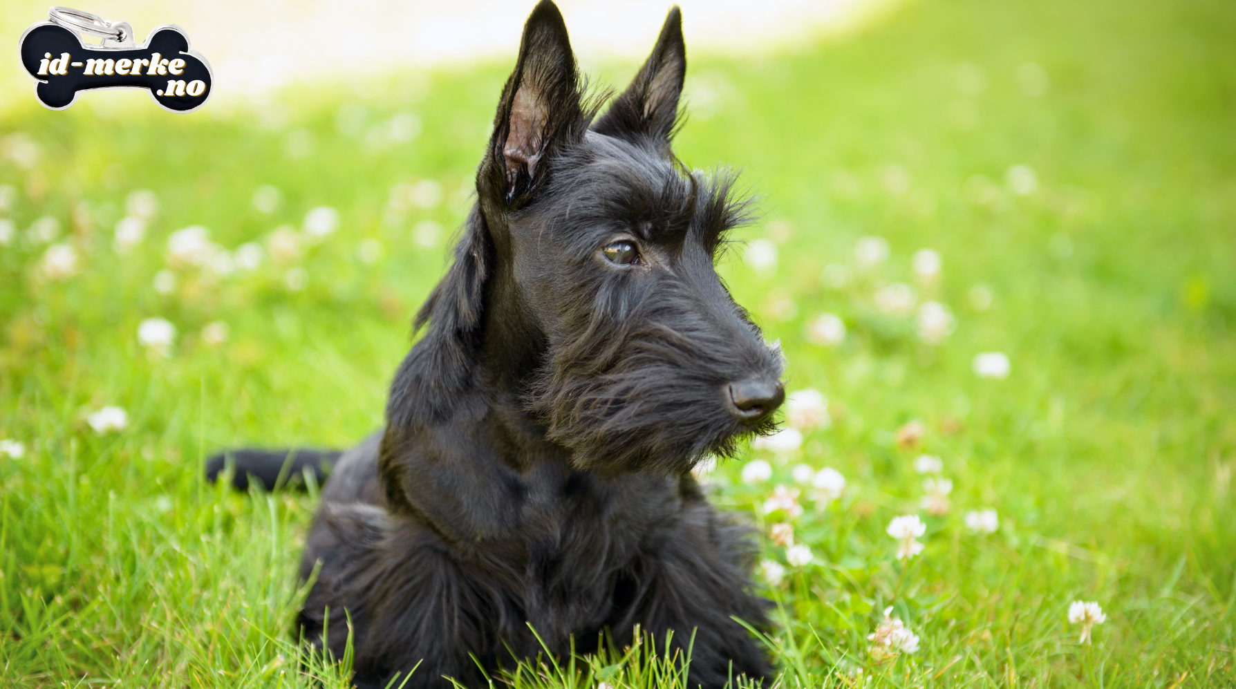 Skotsk terrier: Den modigste veslevennen som trenger sitt ID-merke