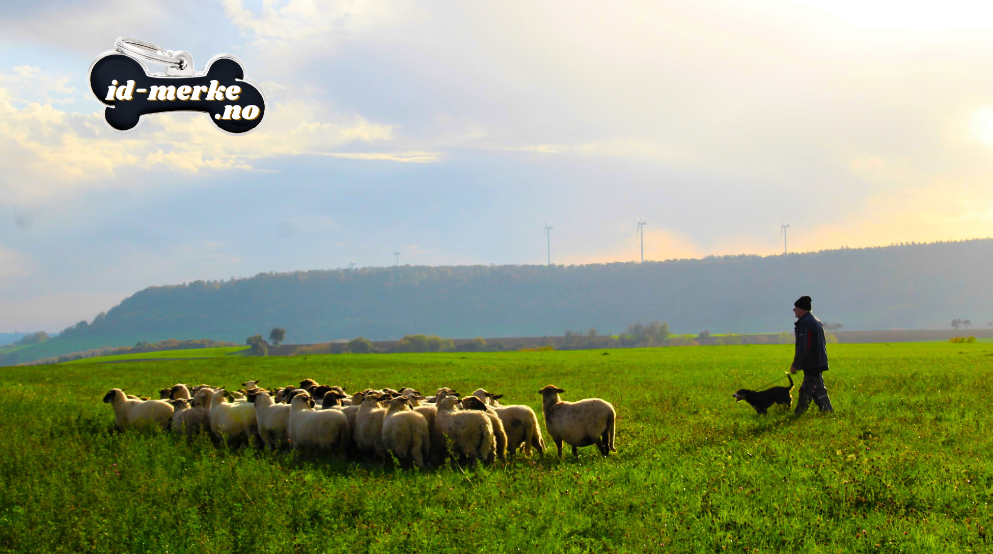 Gjeterhunder i Norge – fra sauedrift til familievenn og idrettshund