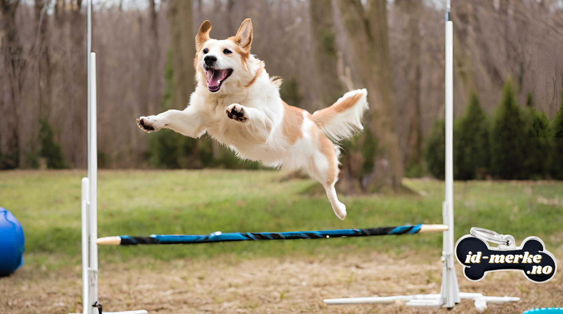 Gjeterhunder i norsk hundesport