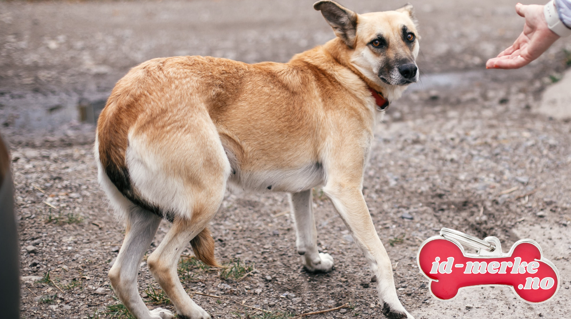 Må alle hunder ha navnemerke hund på halsbånd til hund