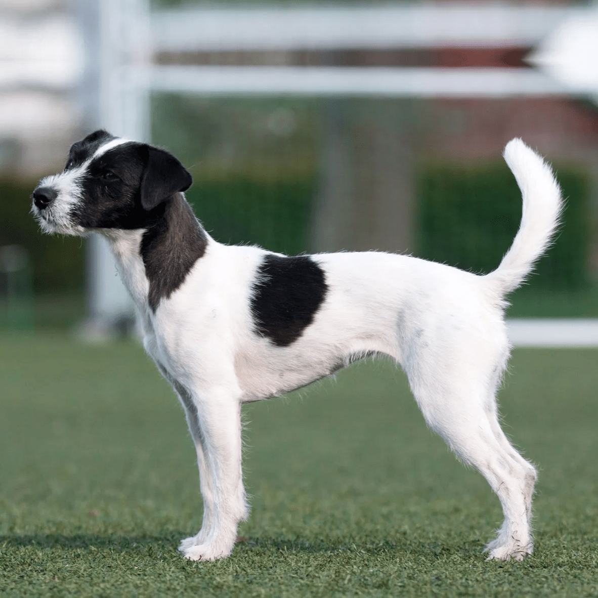 Myfamily Jack Russell terrier