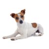 Myfamily Jack Russell terrier