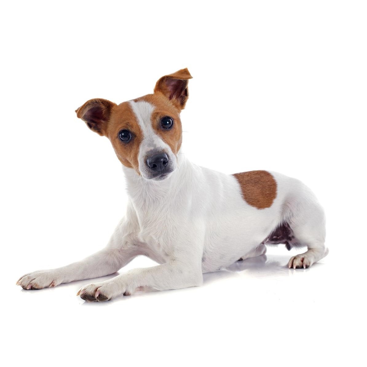 Myfamily Jack Russell terrier