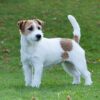 Myfamily Jack Russell terrier