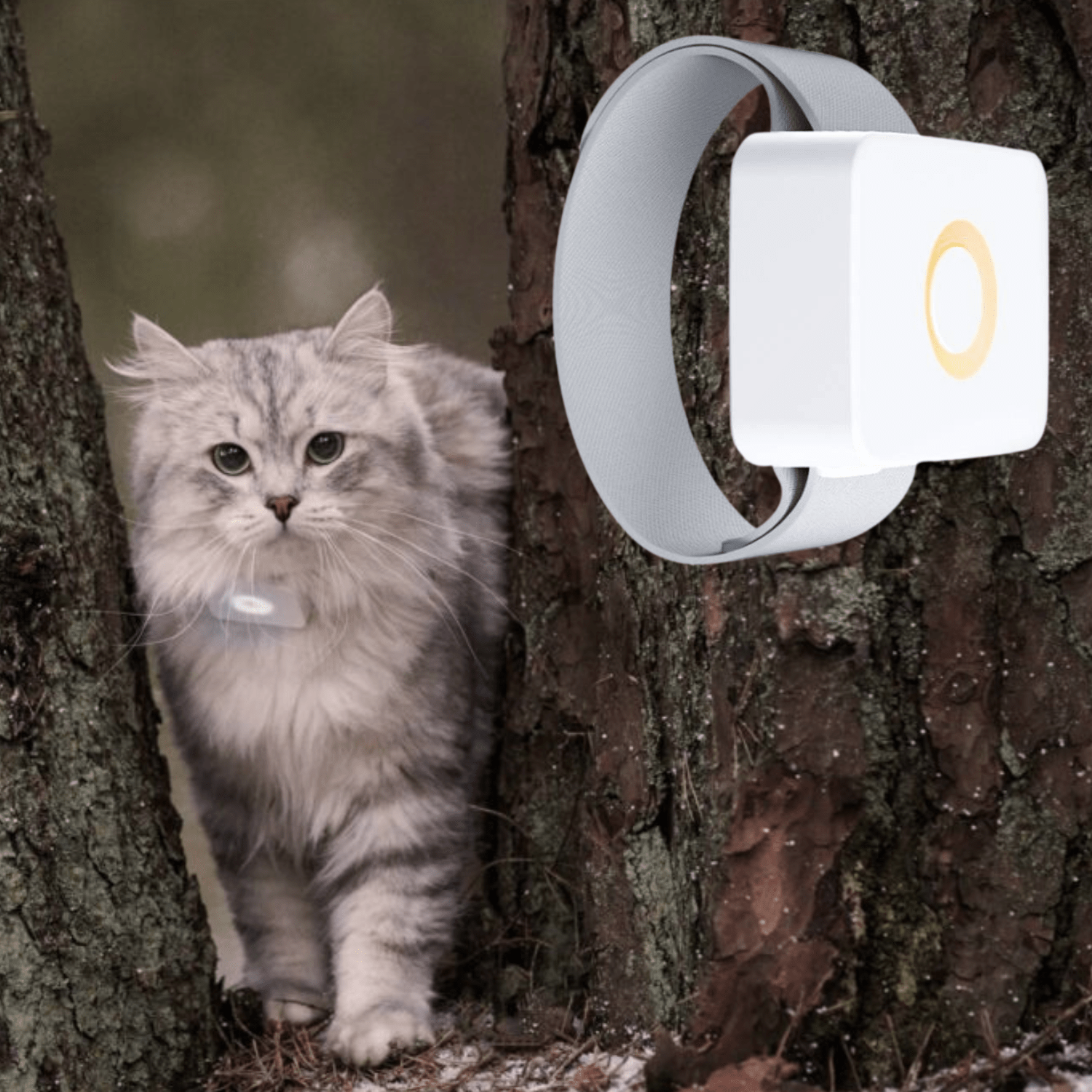 Lilcat sporing og GPS katt