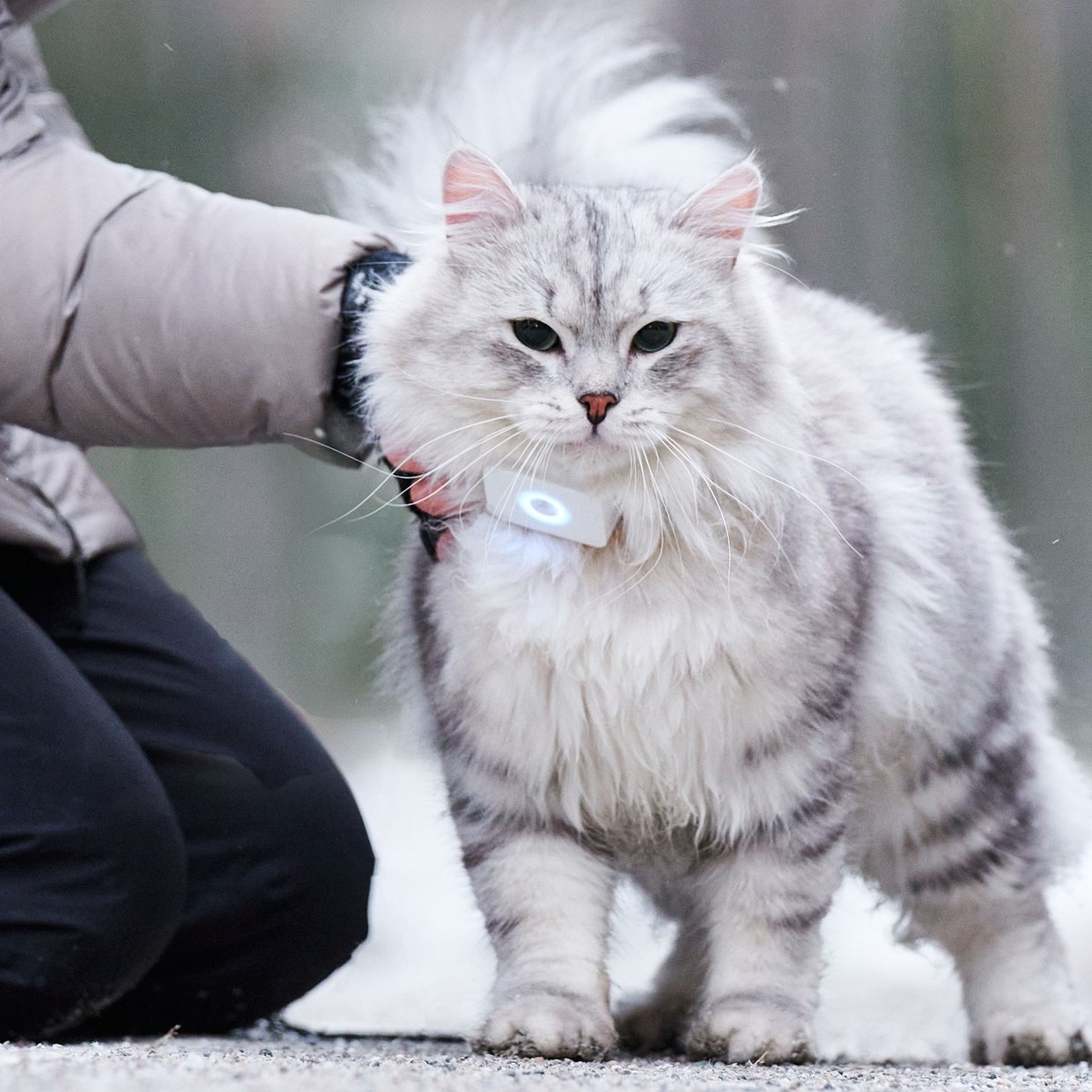 Lilcat sporing og GPS katt