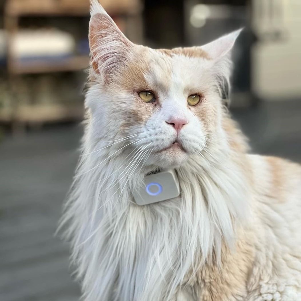 Lilcat sporing og GPS katt