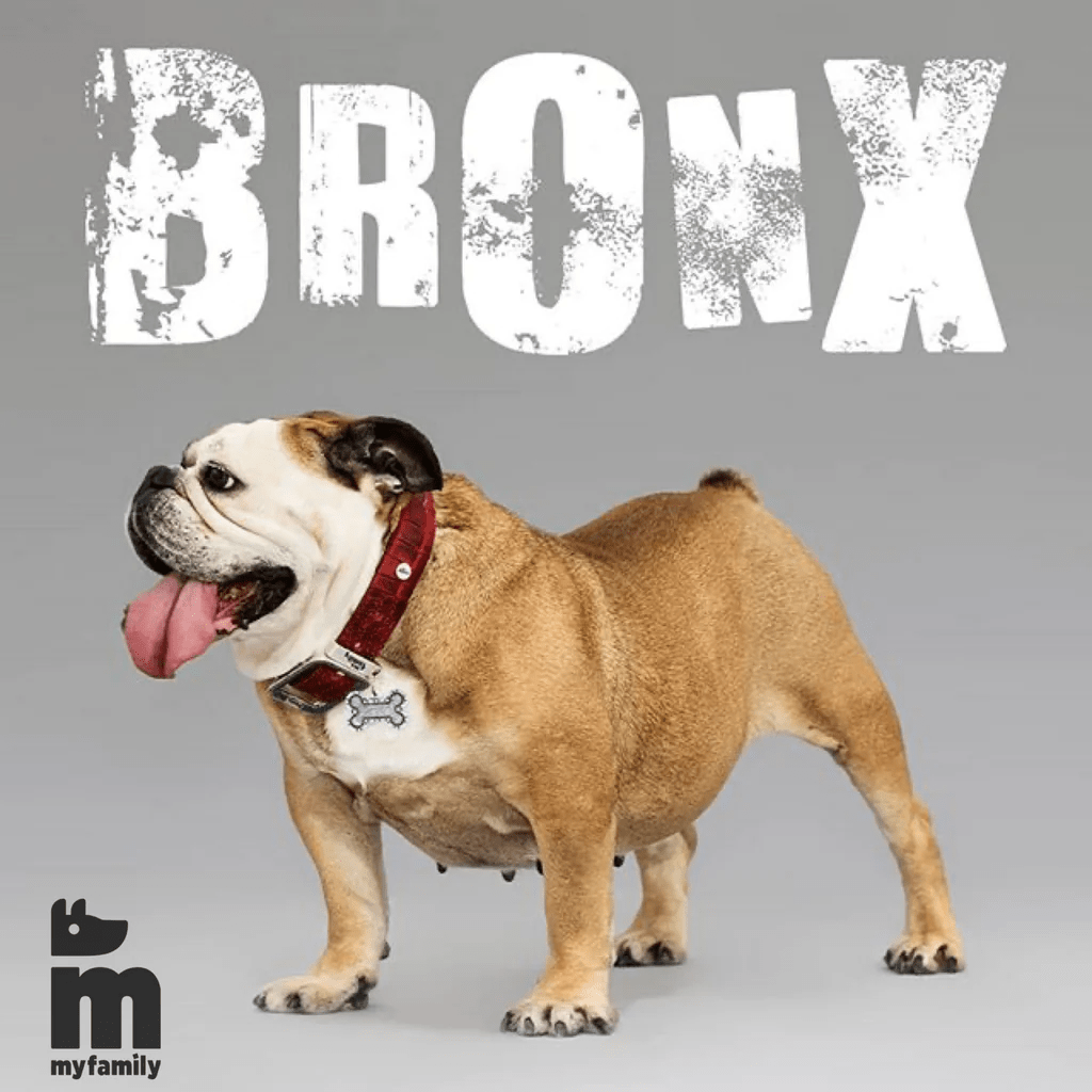 Myfamily Bronx bein plattform ID tag