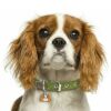 Myfamily Cavalier king charles IDtag