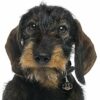 Myfamily Dachshund IDtag