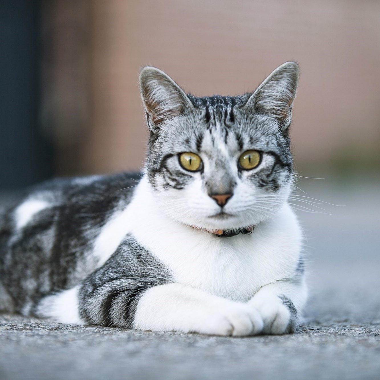 Myfamily Europeisk korthår IDtag