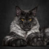 Myfamily Maine Coon IDtag