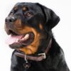 Myfamily Rottweiler IDtag