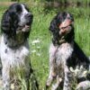 Myfamily Springer Spaniel IDtag