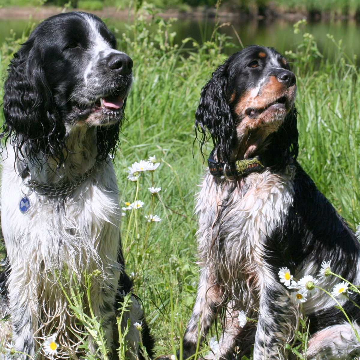 Myfamily Springer Spaniel IDtag